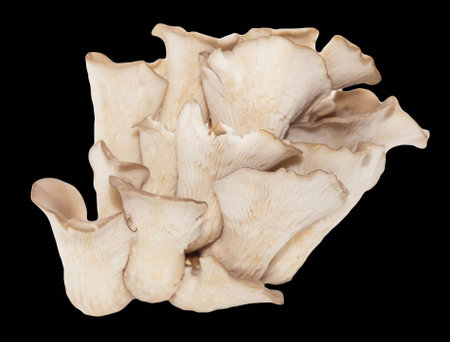 oyster mushrooms on a black backgroundの写真素材