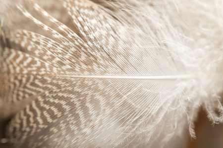 duck feathers as a background. macro