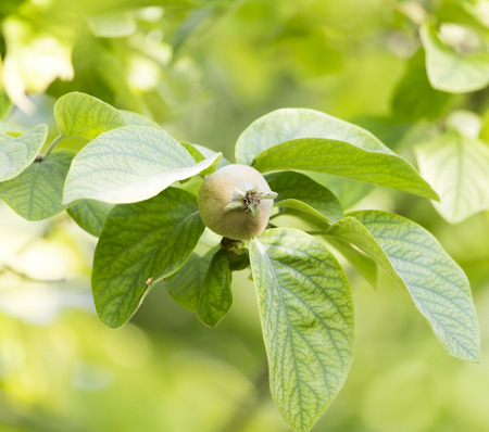 quince tree in nature