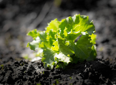 lettuce leaves on natureの写真素材