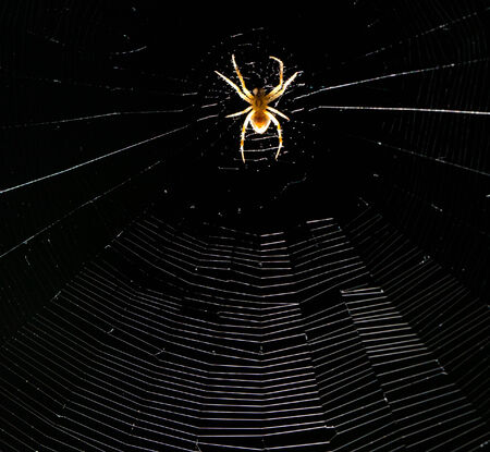spider on the web at night