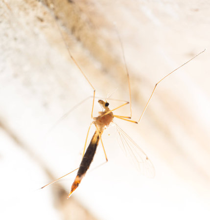 mosquito. macro