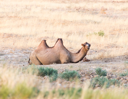 camel in natureの写真素材