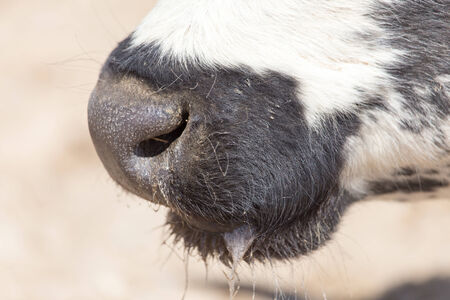 cow nose