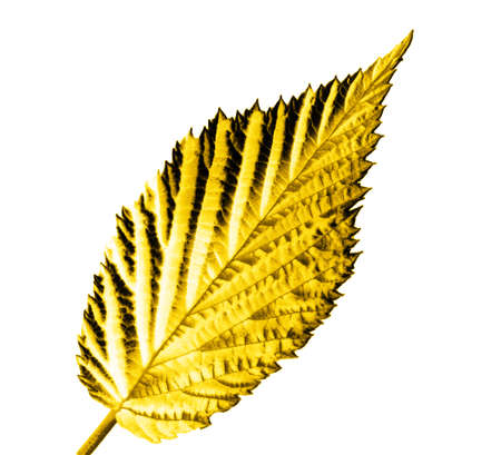 yellow leaf on white background
