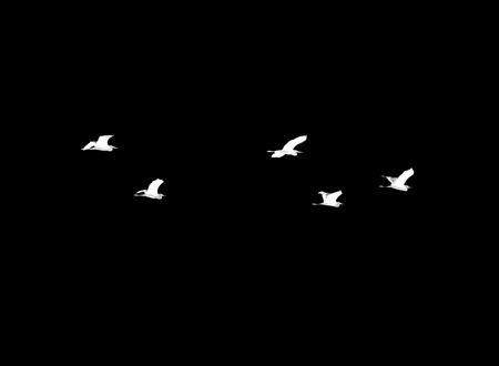 flock of birds on a black backgroundの写真素材
