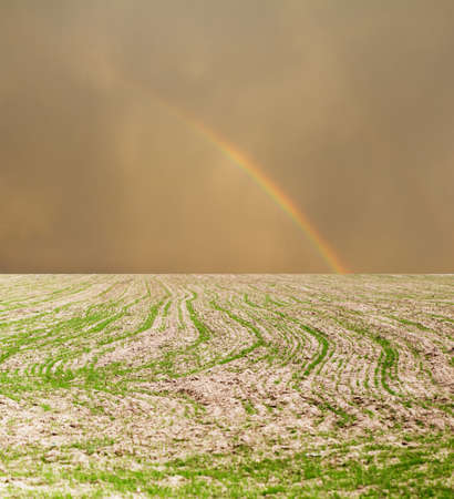shoots on the field with a beautiful skyの写真素材