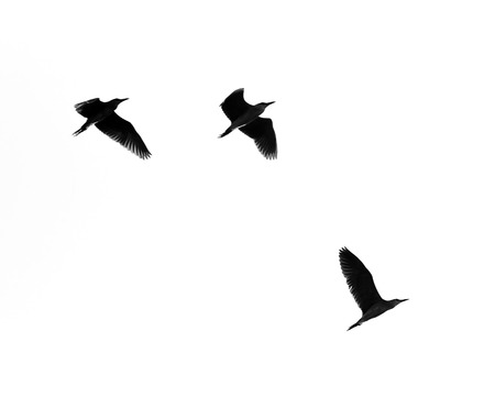 flock of birds on a white backgroundの写真素材