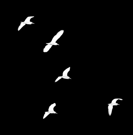 flock of birds on a black backgroundの写真素材