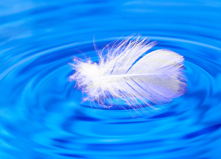 feather on the waterの写真素材