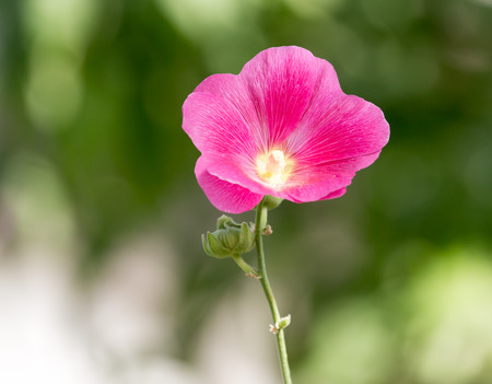 beautiful red flower in nature