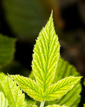 beautiful green leaf in nature