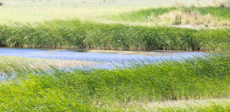 green reeds on Lake Outdoors