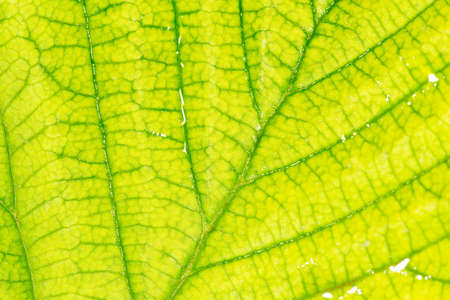Background of the green sheet. close-up