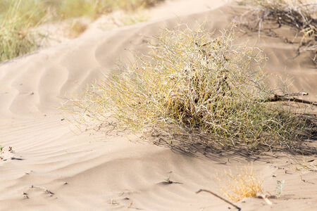 plants in the sand in the desertの写真素材