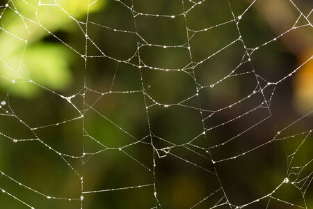 spider's web. close-up