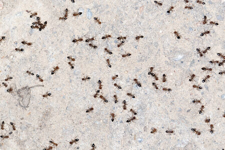 ants on the wall. close-upの写真素材