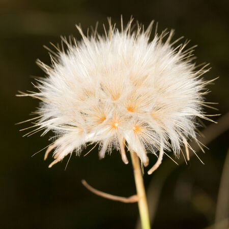 Round dry flower