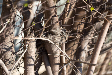 Steel wire mesh fence with trees.