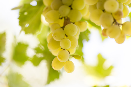 ripe grapes on the natureの写真素材
