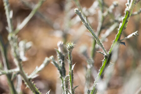 prickly plant in nature