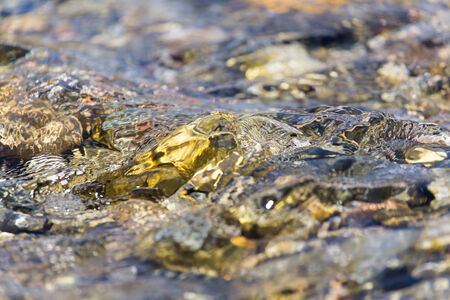 Stones in water Nature