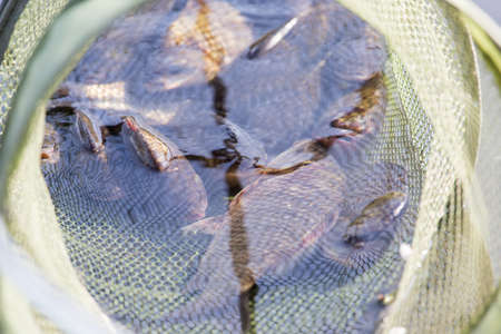 fish in cages