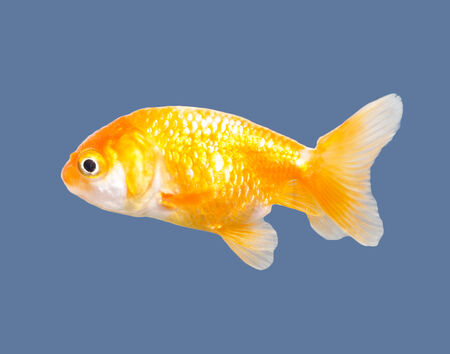 goldfishの写真素材