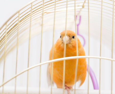 bird in a cageの写真素材