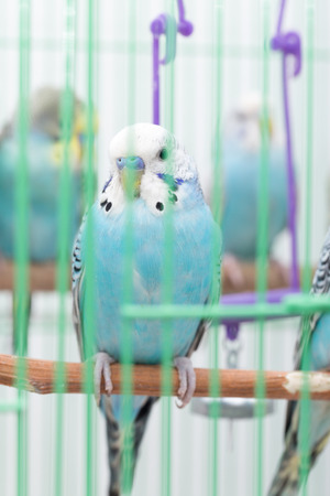 budgies in a cage