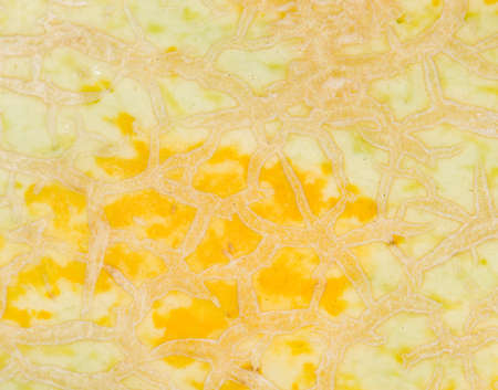 melon. close-up
