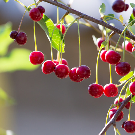 ripe cherry on the tree in nature