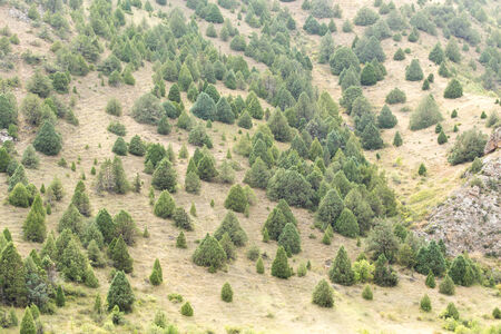 trees in the mountains in nature