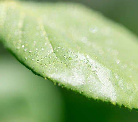 Background of the green sheet. close-up