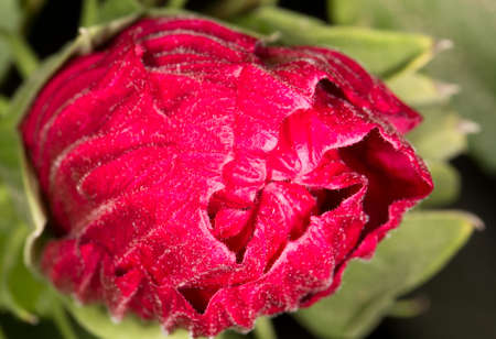 red flower in natureの写真素材