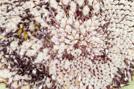 seeds in a sunflower. close-upの写真素材