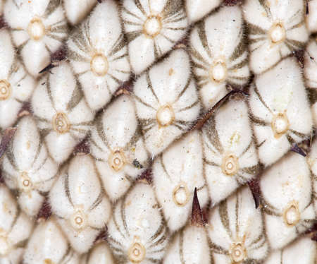 seeds in a sunflower. close-up