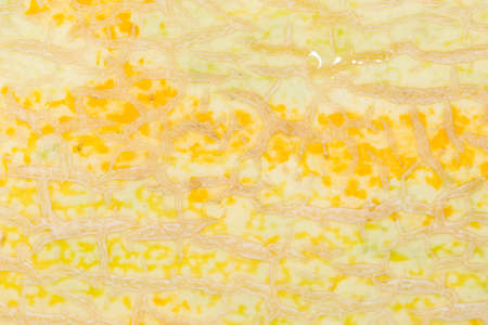 melon. close-up