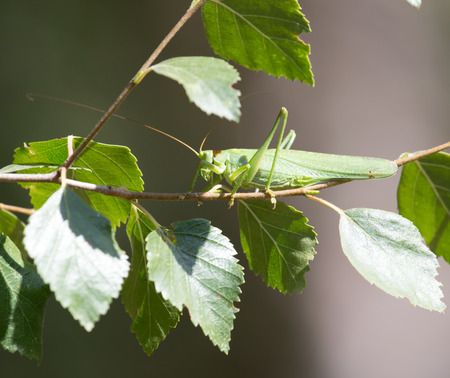 grasshopper in nature. close-upの写真素材