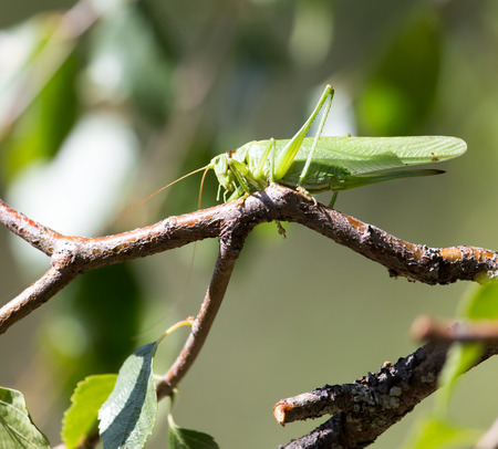 grasshopper in nature. close-up