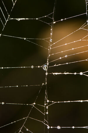 spider's web. close-upの写真素材
