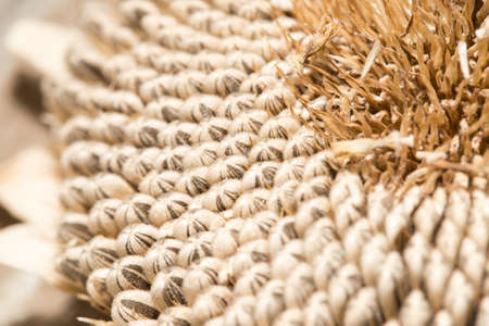 seeds in a sunflower. close-upの写真素材