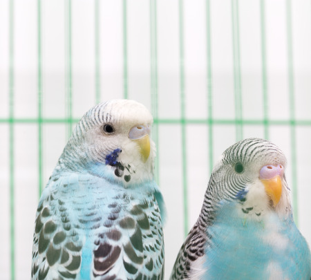 budgies in a cage