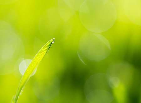beautiful green nature bokehの写真素材