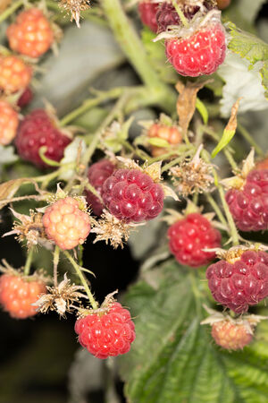 ripe raspberry in nature