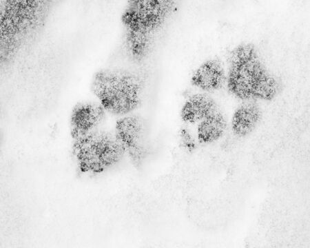 trail dog in the snowの写真素材