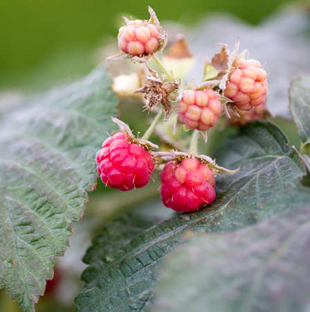 ripe raspberry in natureの写真素材