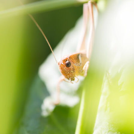 grasshopper in nature. macro