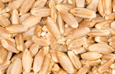 wheat grain. close-upの写真素材