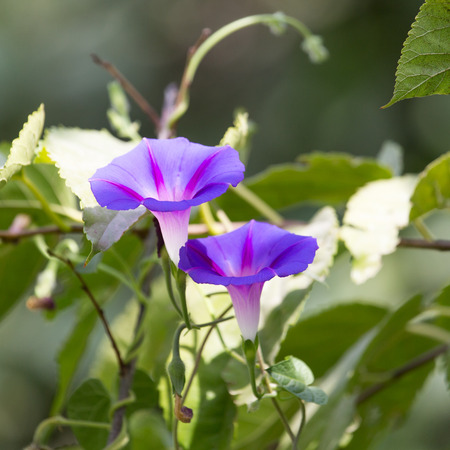 Beautiful blue flower on natureの写真素材